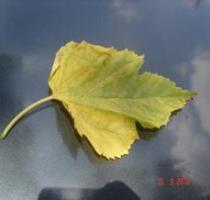 Yellow Leaf