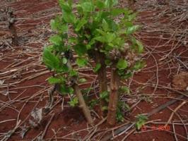 A Sprouting Mulberry Stump