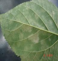 Mulberry Powdery Mildew