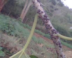 Black Scale Insect (Saissetia spp)