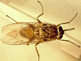 Adult Glossina Tsetse fly