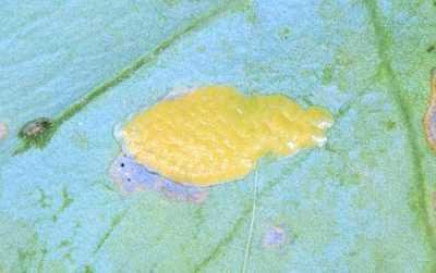 Eggs of cabbage moth