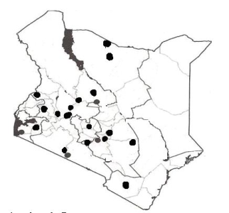 Distribution of Croton macrostachyus in Kenya