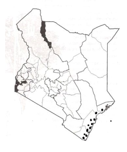 Distribution of Jackfruit in Kenya