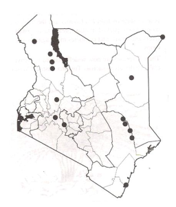 Distribution of Prosopis chilensis in Kenya