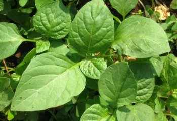 African Nightshade