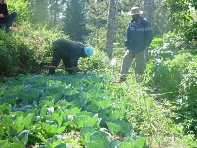 Hand weeding in a cabbage plot