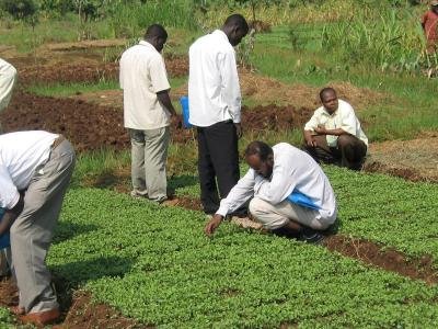 Scouting on a kale nursery by icipe trainees