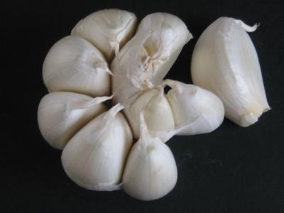 Garlic bulbs