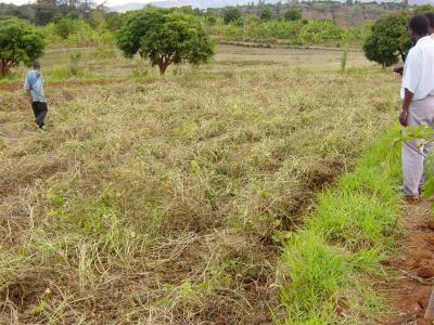 Lablab cover crop