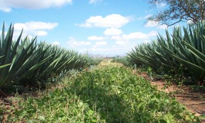 Neontonia in sisal