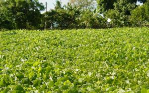 Mucuna Pruriens 