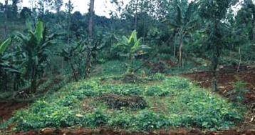 Post harvest legume cover