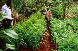 Crolataria kales intercrop