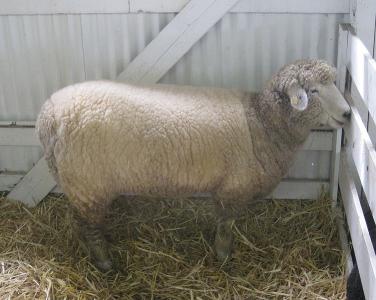 Romney Marsh sheep