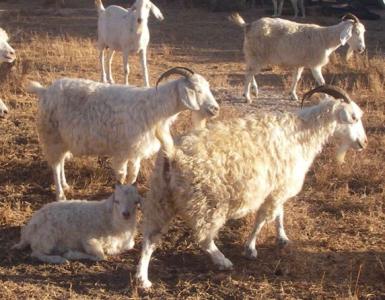 Angora goat