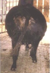 Cow with bloat