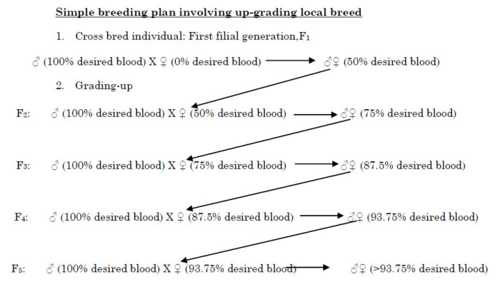 Simple Breeding Plan