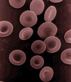 Red Blood Cells