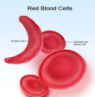 Red Blood Cells