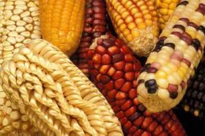 Varieties of maize