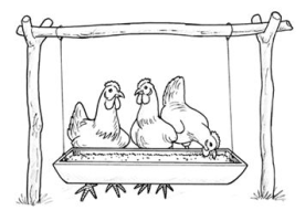 Chicken feeder