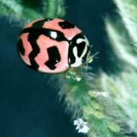 Ladybird