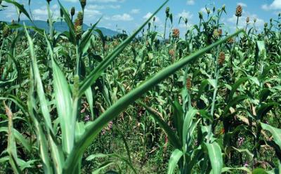 Sorghum bicolor head