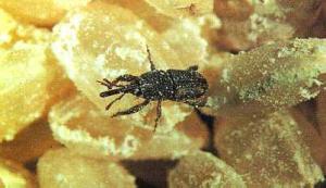 Rice weevil (Sitophilus oryzae)	