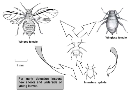 Aphid lifecycle
