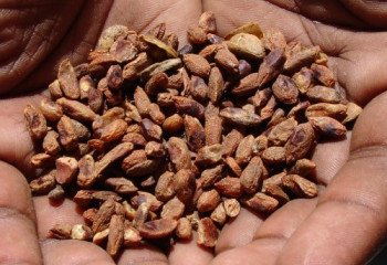 Neem seeds