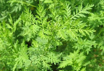 Artemisia annua plant