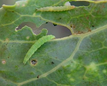 Diamondback moth caterpillars feeding on kales