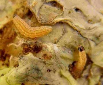 Cabbage webworm 