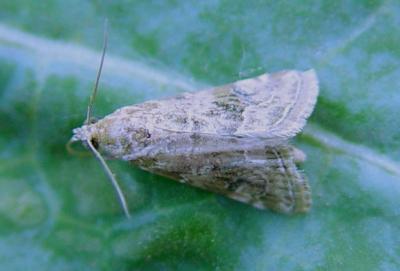 Moth of the cabbage webworm (Hellula undalis)