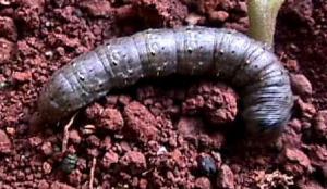 Cutworm