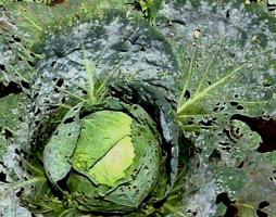 Powdery mildew on cabbage.