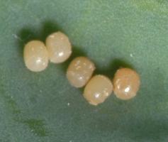 Eggs of the bagrada bug