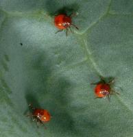 Newly emerged nymphs