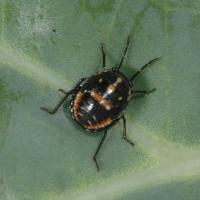 Late instar nymph of the bagrada bug