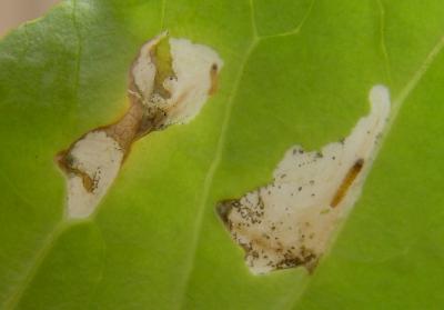 First instar caterpillar