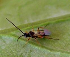    Diamondback moth parasitoid (Cotesia plutellae )