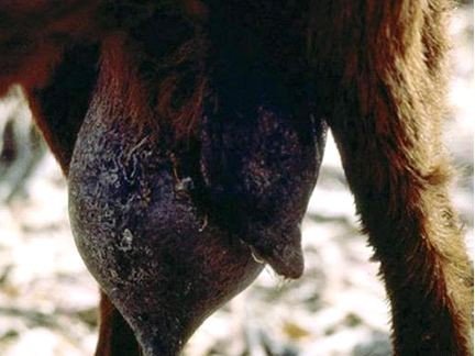 Udder of a goat with contagious agalactia (mastitis)