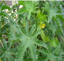 Castor oil plant