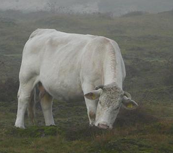 Charolais