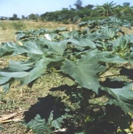 Datura plant