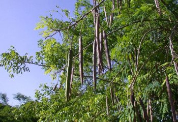 Moringa oleifera pods