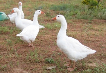 A small flock of geese