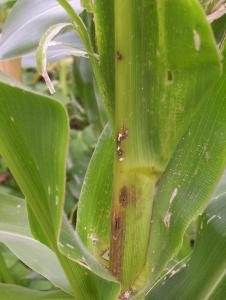 African maize stalk borer