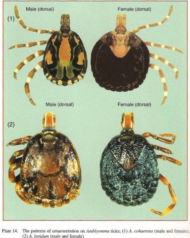 Amblyomma ticks 